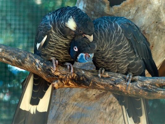 Baudin's Black Cockatoo for Sale | Rare & Majestic Parrot
